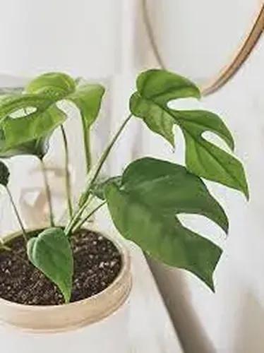 LITTLE JUNGLE Mini Monstera - Healthy Live Plant with White Pot, Best Air Purifying Plant, Indoor Plants for Living Room, Gifting Plants, Kitchen, Garden Plants, Balcony, Home Décor & Office Desk