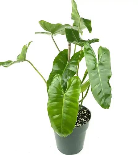 LITTLE JUNGLE Philodendron Burl Marx - Healthy Live Plant with White Pot, Air Purifying Plant, Indoor Plants for Living Room, Gifting, Bedroom, live plants, Garden, Balcony, Home Décor & Office Desk