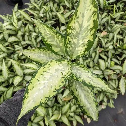 LITTLE JUNGLE Diffenbachia Camouflage - Healthy Live Plant with White Pot | Air Purifier Plant | Indoor Plants for Living Room | Low Maintenance Plants For GIfting, Balcony, Home Décor & Office Desk